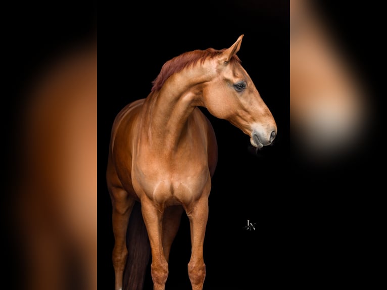 Hannoveraner Wallach 14 Jahre 183 cm Fuchs in Quickborn