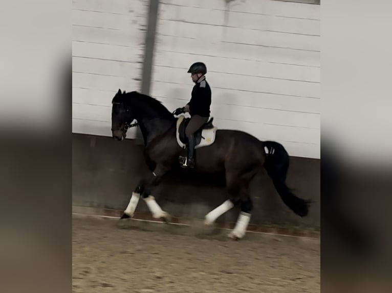 Hannoveraner Wallach 14 Jahre 185 cm Schwarzbrauner in VechtaVechta