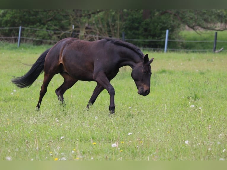 Hannoveraner Wallach 15 Jahre 157 cm Rappe in Norderstedt
