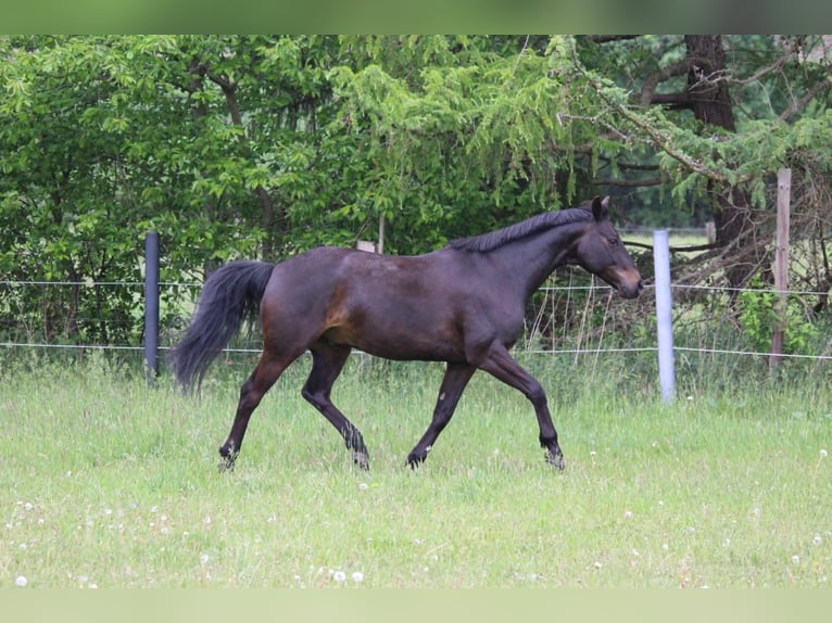 Hannoveraner Wallach 15 Jahre 157 cm Rappe in Norderstedt