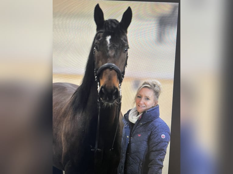 Hannoveraner Mix Wallach 15 Jahre 160 cm Brauner in Bad vigaun