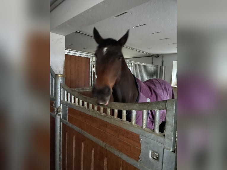 Hannoveraner Mix Wallach 15 Jahre 160 cm Brauner in Bad vigaun