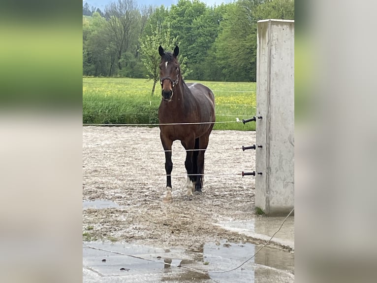 Hannoveraner Mix Wallach 15 Jahre 160 cm Brauner in Bad vigaun