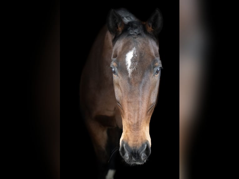 Hannoveraner Mix Wallach 15 Jahre 160 cm Brauner in Bad vigaun