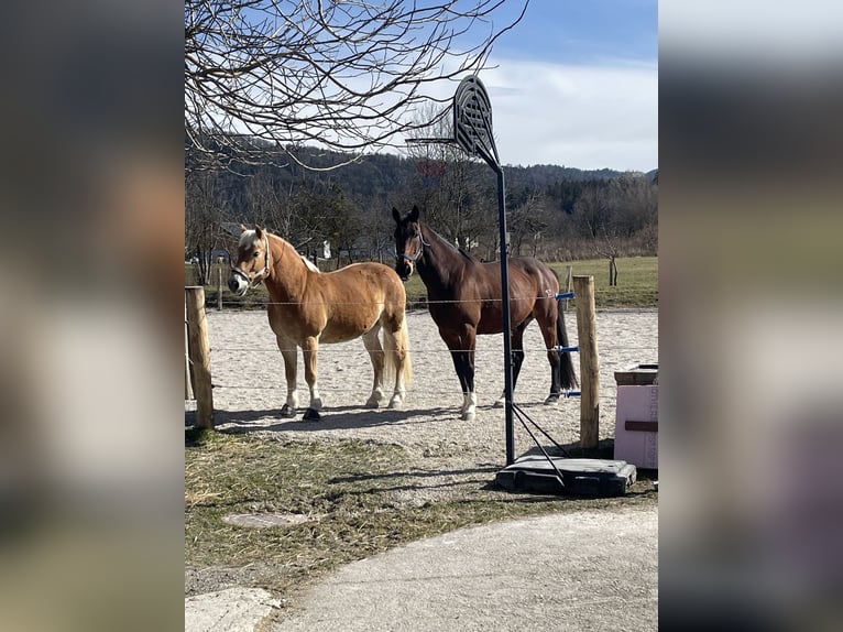 Hannoveraner Mix Wallach 15 Jahre 160 cm Brauner in Bad vigaun