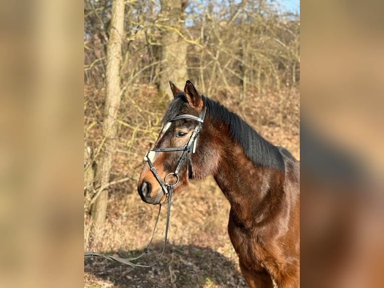 Hannoveraner Mix Wallach 15 Jahre 163 cm Brauner in Nordhausen