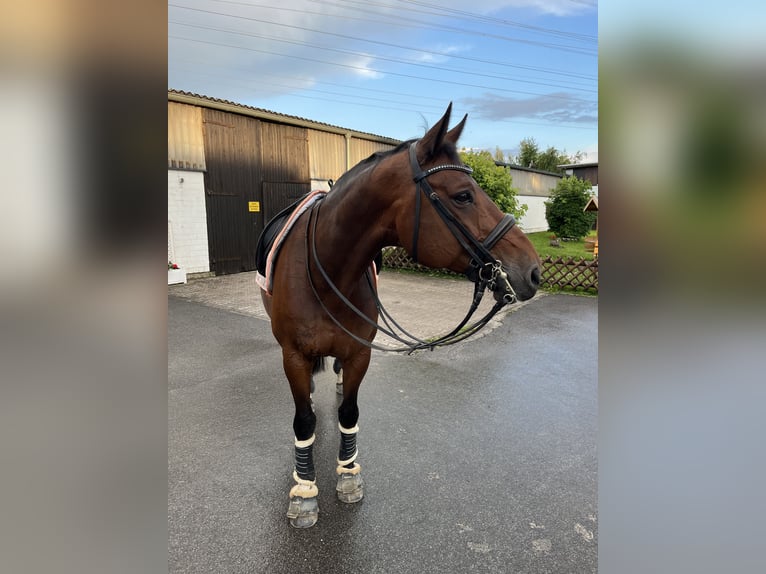 Hannoveraner Wallach 15 Jahre 164 cm in Osnabrück/ Voxtrup