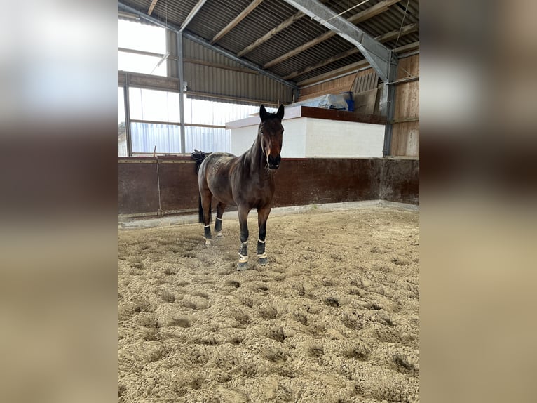 Hannoveraner Wallach 15 Jahre 164 cm in Osnabrück/ Voxtrup