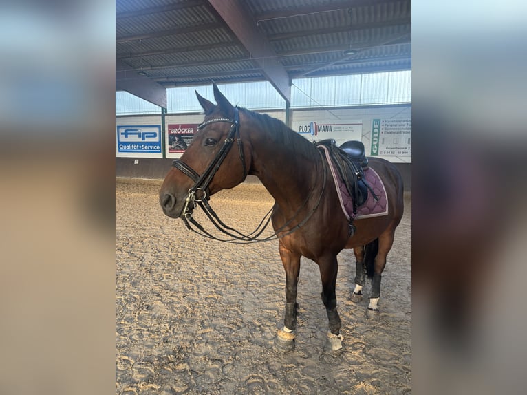 Hannoveraner Wallach 15 Jahre 164 cm in Osnabrück/ Voxtrup