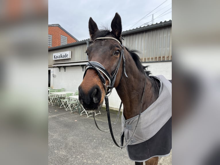 Hannoveraner Wallach 15 Jahre 164 cm in Osnabrück/ Voxtrup
