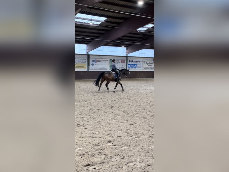 Hannoveraner Wallach 15 Jahre 164 cm in Osnabrück/ Voxtrup