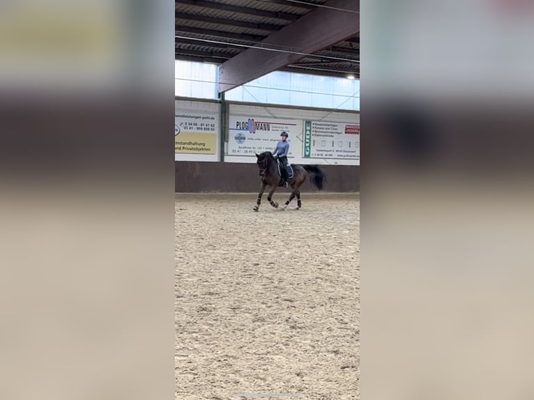 Hannoveraner Wallach 15 Jahre 164 cm in Osnabrück/ Voxtrup