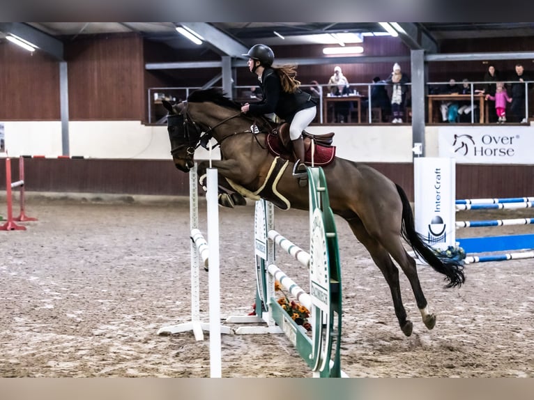 Hannoveraner Wallach 15 Jahre 165 cm Dunkelbrauner in Brzeszcze