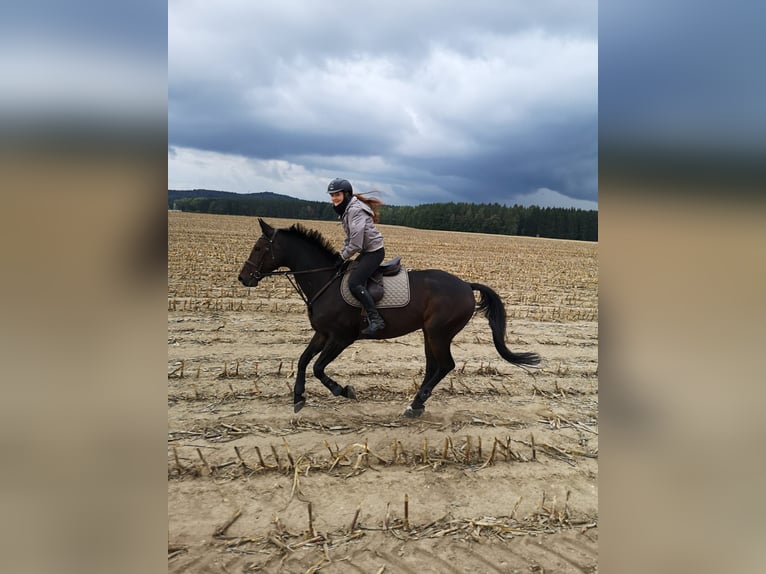 Hannoveraner Wallach 15 Jahre 165 cm Dunkelbrauner in Berthelsdorf
