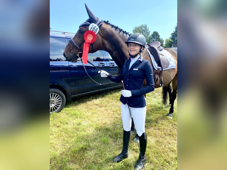 Hannoveraner Wallach 15 Jahre 165 cm Dunkelbrauner in Berthelsdorf
