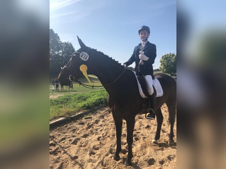 Hannoveraner Wallach 15 Jahre 165 cm Dunkelbrauner in Berthelsdorf