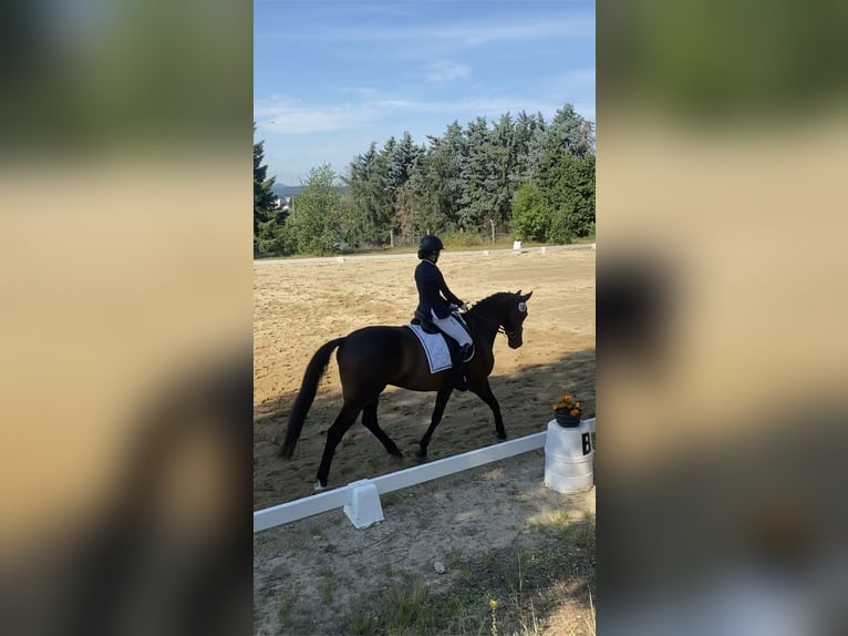 Hannoveraner Wallach 15 Jahre 165 cm Dunkelbrauner in Berthelsdorf