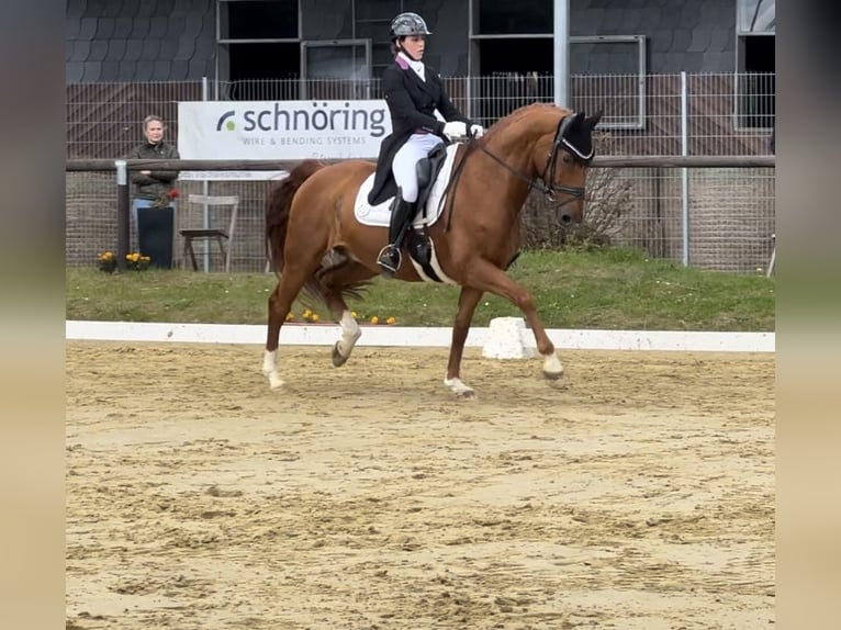 Hannoveraner Wallach 15 Jahre 165 cm Fuchs in Wipperfürth