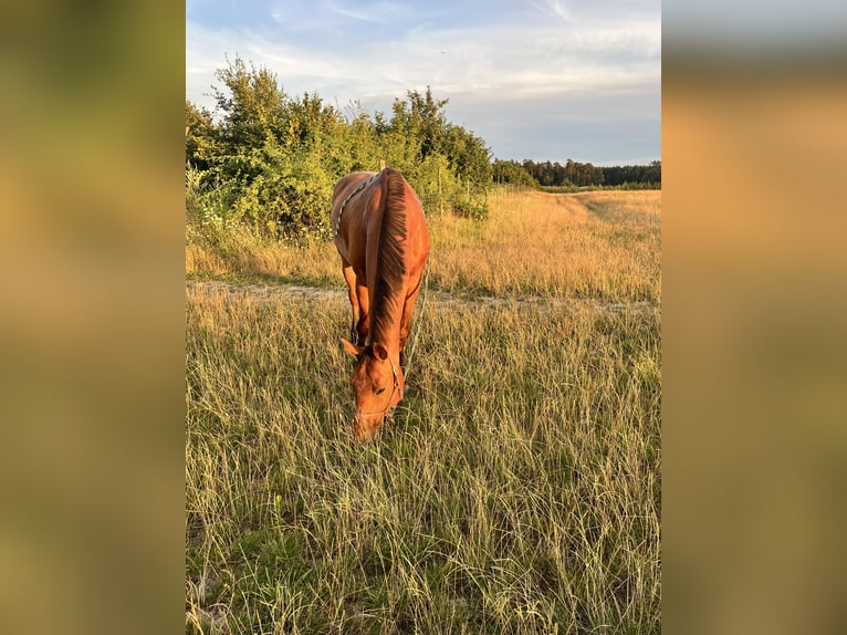 Hannoveraner Wallach 15 Jahre 167 cm Brauner in Langerwisch