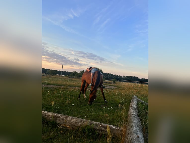 Hannoveraner Wallach 15 Jahre 167 cm Brauner in Langerwisch