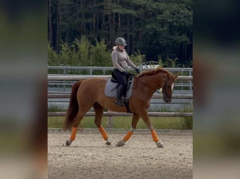 Hannoveraner Wallach 15 Jahre 167 cm Fuchs in Langwedel