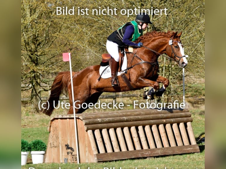 Hannoveraner Wallach 15 Jahre 167 cm Fuchs in Kisdorf