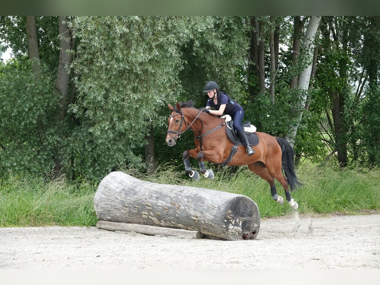 Hannoveraner Wallach 15 Jahre 168 cm Brauner in Rengg