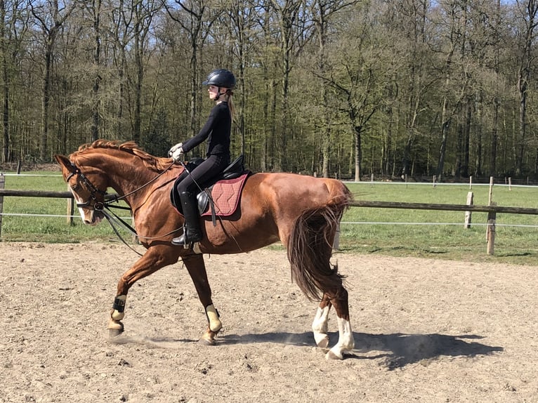 Hannoveraner Wallach 15 Jahre 168 cm Fuchs in Everswinkel