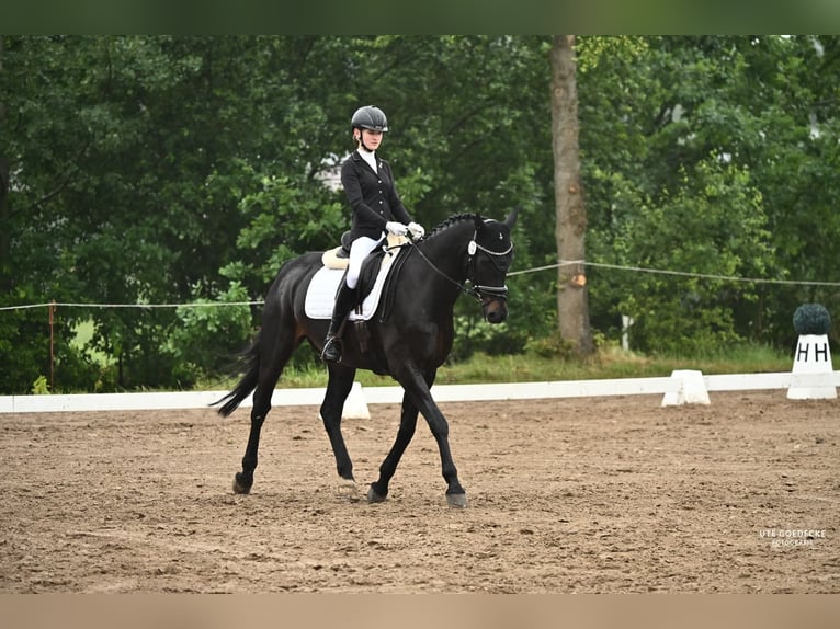 Hannoveraner Wallach 15 Jahre 168 cm Rappe in Luhmühlen