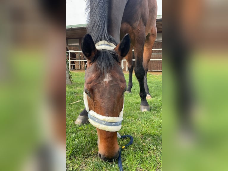 Hannoveraner Wallach 15 Jahre 169 cm Brauner in Neudörfl