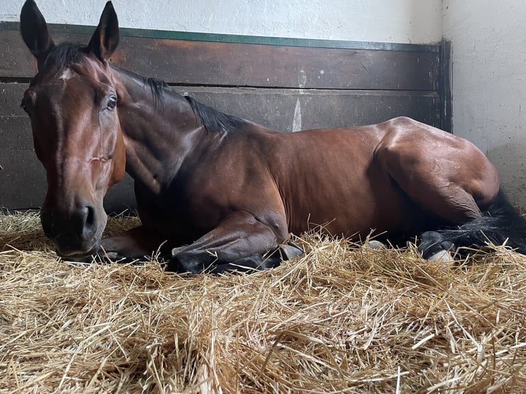 Hannoveraner Wallach 15 Jahre 169 cm Brauner in Neudörfl