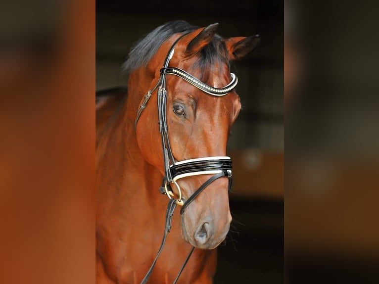 Hannoveraner Wallach 15 Jahre 169 cm Brauner in Neudörfl