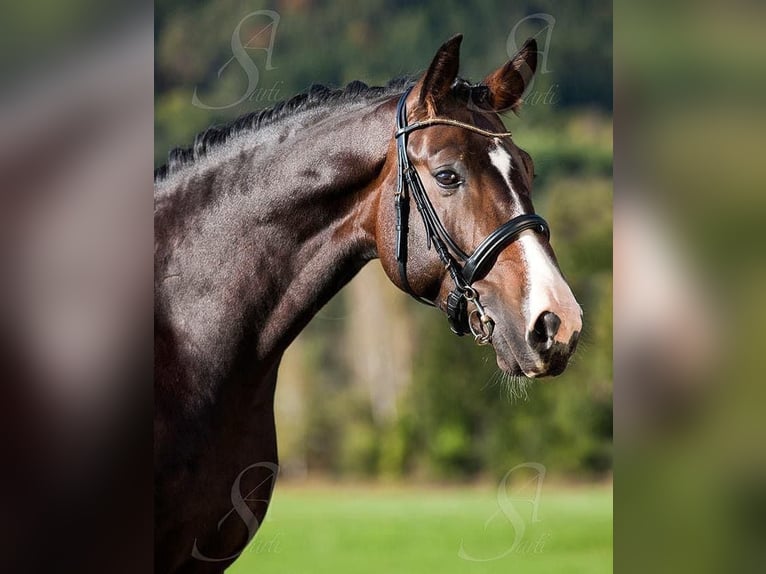 Hannoveraner Wallach 15 Jahre 169 cm Dunkelbrauner in Emsdetten