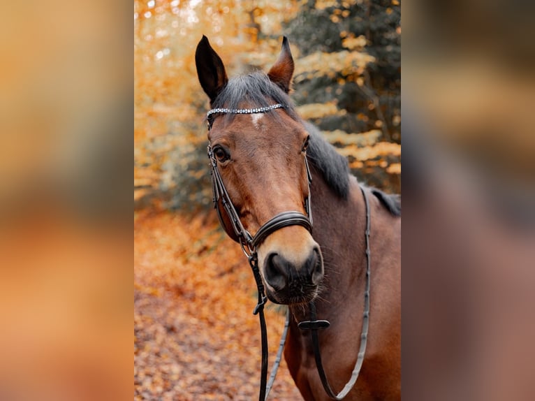 Hannoveraner Wallach 15 Jahre 170 cm Brauner in Korntal-Münchingen