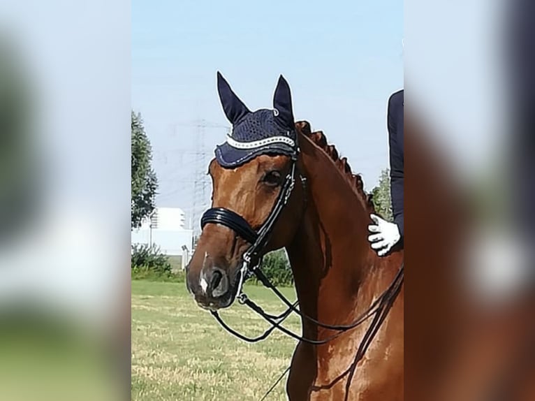 Hannoveraner Wallach 15 Jahre 170 cm Dunkelfuchs in Nordhorn