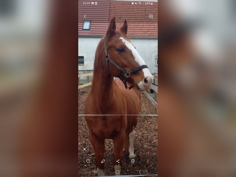 Hannoveraner Wallach 15 Jahre 170 cm Fuchs in Gundelfingen an der Donau Hannoveraner Wallach 15 Jahre 170 cm Fuchs in Gundelfingen an der Donau