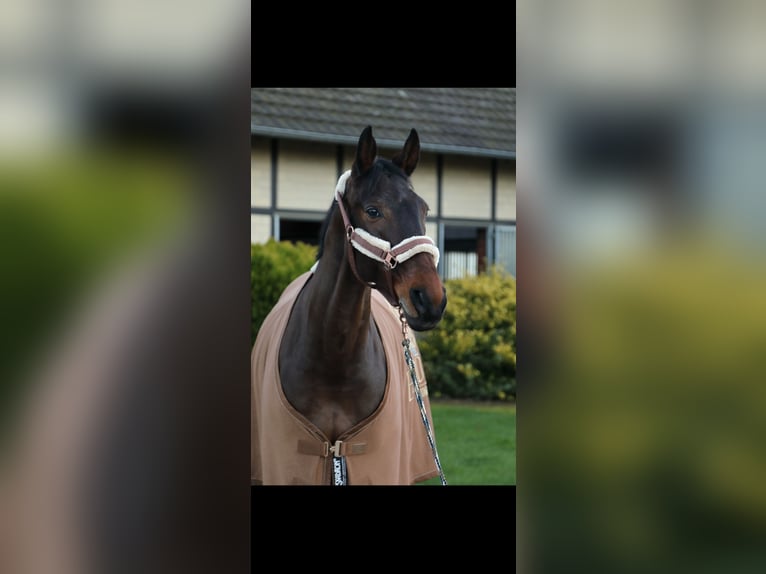 Hannoveraner Wallach 15 Jahre 171 cm Brauner in Bergisch Gladbach