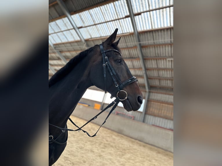 Hannoveraner Wallach 15 Jahre 171 cm Dunkelbrauner in Neufeld an der Leitha