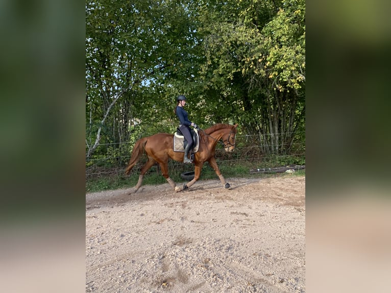 Hannoveraner Wallach 15 Jahre 171 cm Fuchs in Ammerbuch