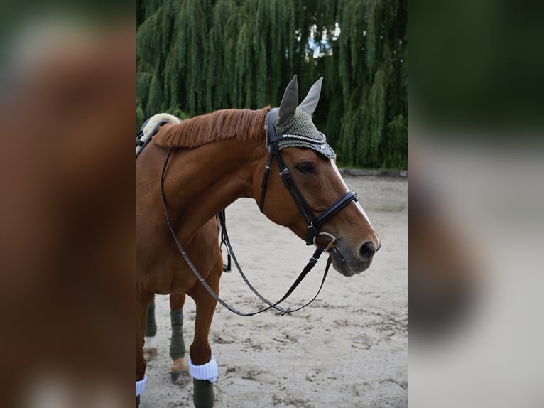 Hannoveraner Wallach 15 Jahre 171 cm Fuchs in Ammerbuch
