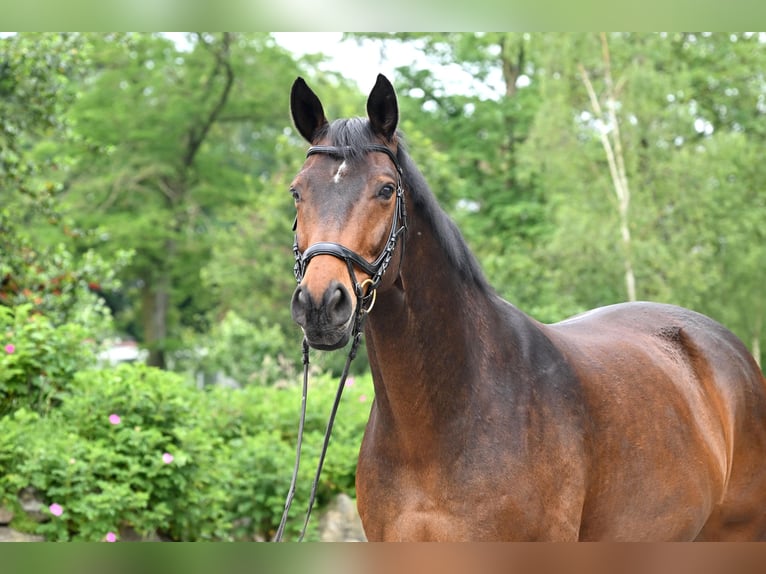 Hannoveraner Wallach 15 Jahre 172 cm Brauner in Uthlede
