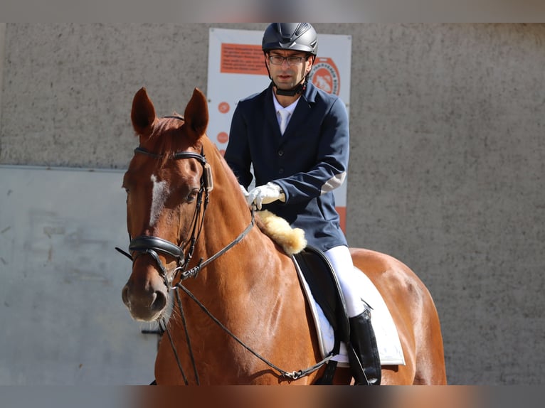 Hannoveraner Mix Wallach 15 Jahre 172 cm Dunkelfuchs in Bünde