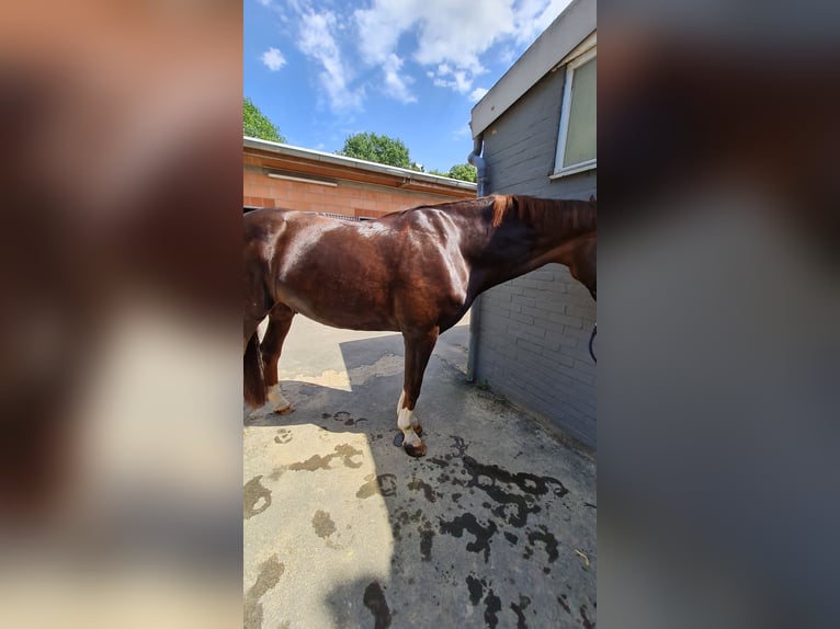 Hannoveraner Mix Wallach 15 Jahre 172 cm Dunkelfuchs in Bünde