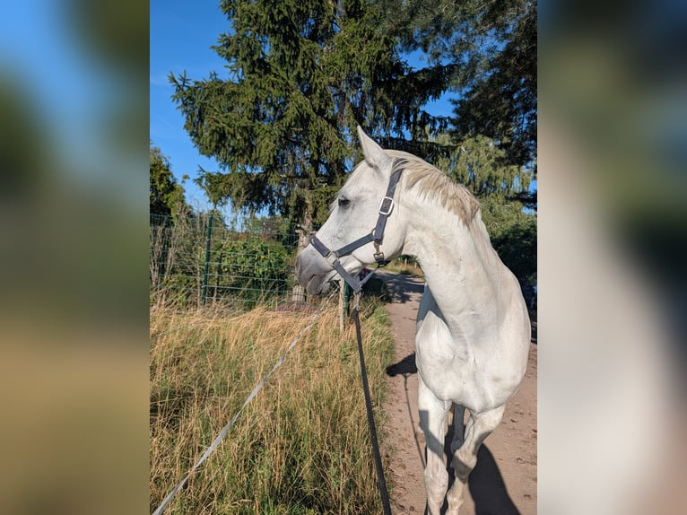 Hannoveraner Wallach 15 Jahre 172 cm Schimmel in Stendal