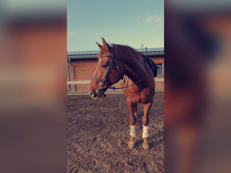 Hannoveraner Wallach 15 Jahre 173 cm Fuchs in Schönböken