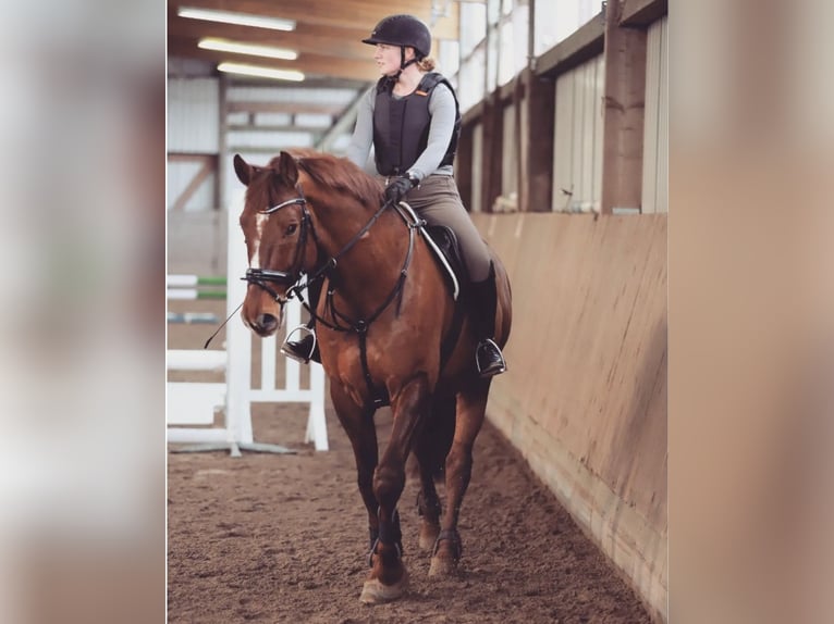 Hannoveraner Wallach 15 Jahre 173 cm Fuchs in Schönböken