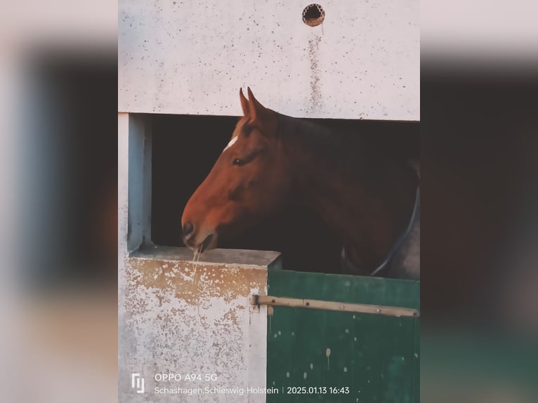 Hannoveraner Wallach 15 Jahre 174 cm Brauner in Neustadt in Holstein Hannoveraner Wallach 15 Jahre 174 cm Brauner in Neustadt in Holstein