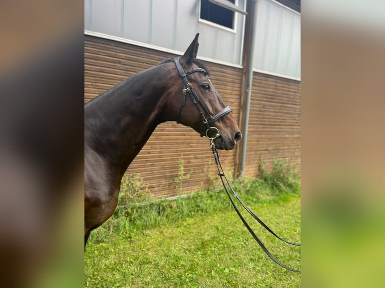 Hannoveraner Wallach 15 Jahre 174 cm Dunkelbrauner in Großbeeren