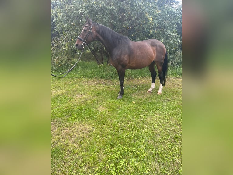 Hannoveraner Wallach 15 Jahre 174 cm Dunkelbrauner in Großbeeren