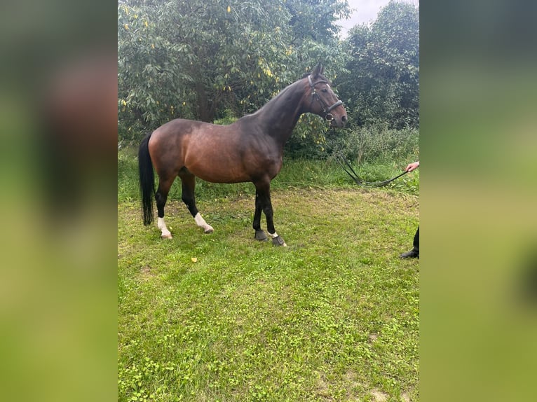Hannoveraner Wallach 15 Jahre 174 cm Dunkelbrauner in Großbeeren